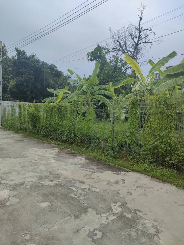 ขายที่ดินเปล่าถมแล้วในถนนลาดพร้าวซอย 48 กรุงเทพมหานคร 2