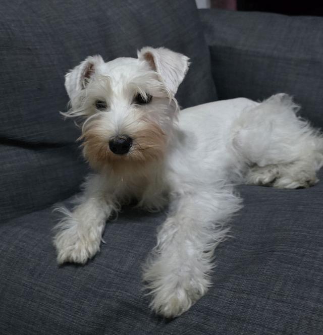 White female Schnauzer