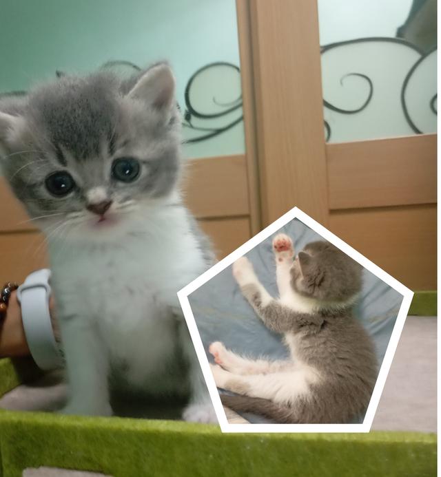 แมวบริติช🎂09/09