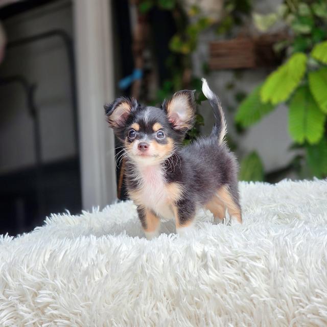 Chihuahua Black&Tan ชิวาวาขนยาวสีแบล๊คแทน