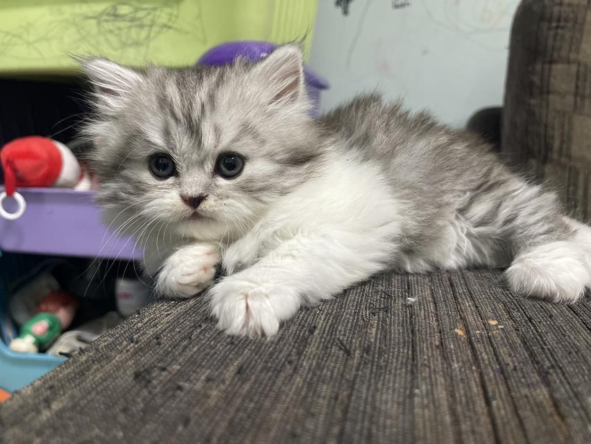 น้องเจ๊ไฝ(เพศเมีย)เกิด19/9/68