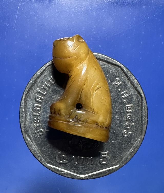 เสือเขี้ยวแกะ มีจาร รอบ 8