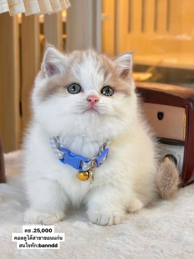 แมวมันช์กิ้น บริติช แร็กดอลรวมในนี้ทักได้เลยค่ะ รูปที่ 5