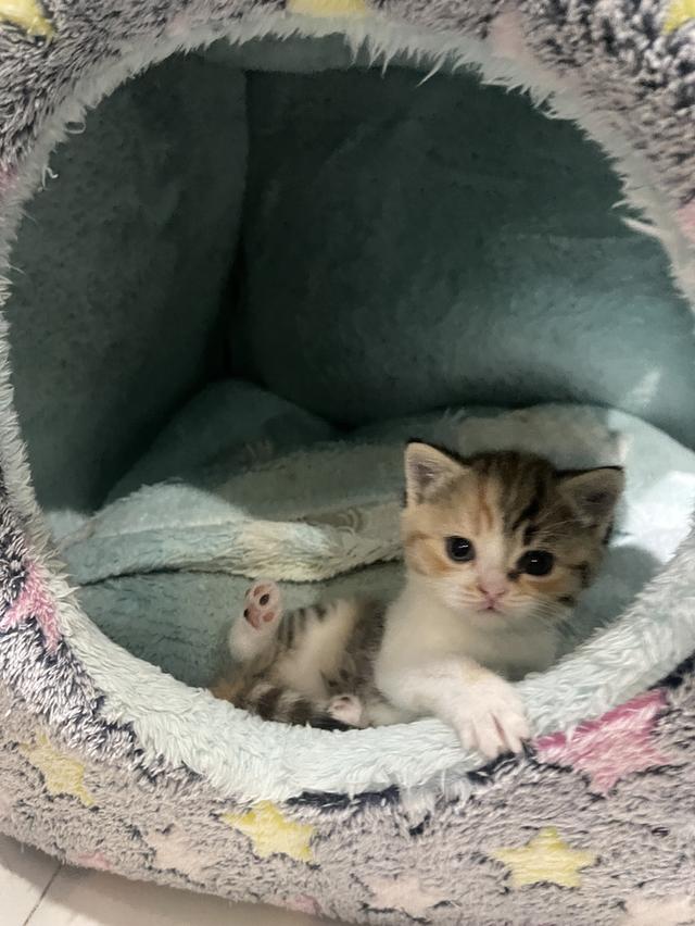 ลูกแมว British Shorthair + Scottish Fold