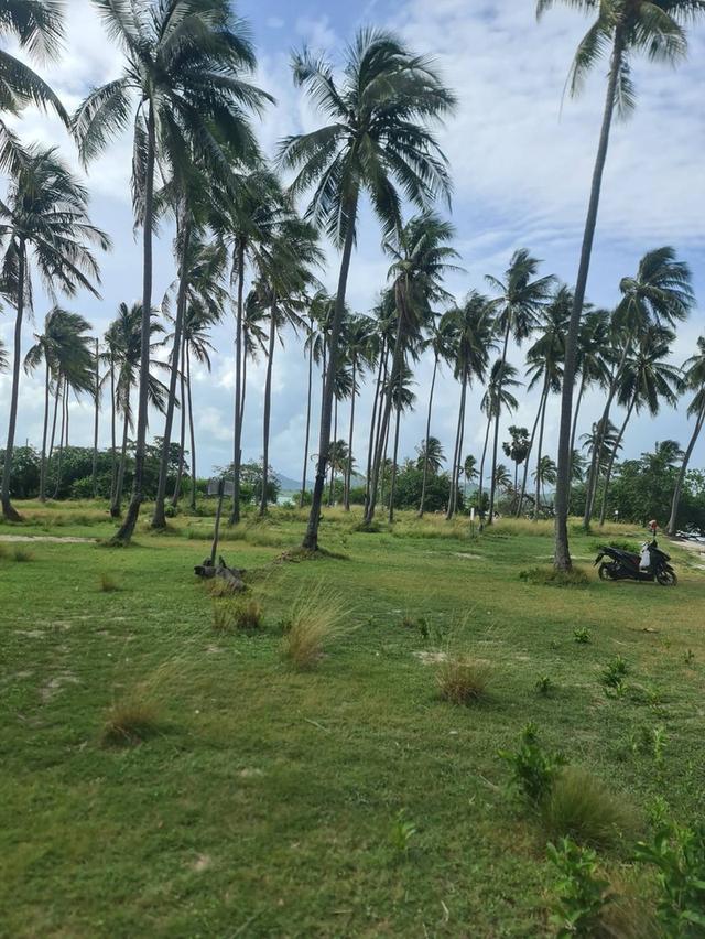 🏝️ ขายที่ดินติดทะเล ทำเลหายาก บนเกาะยาวใหญ่ จ.พังงา 3