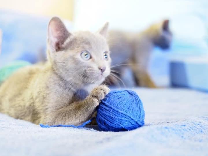 Russian Blue สวยมากๆ 3