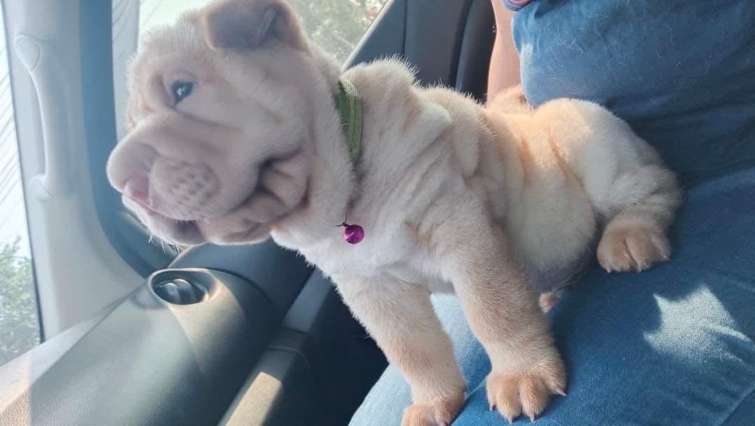 ขายราคาถูก สุนัข Shar Pei  2