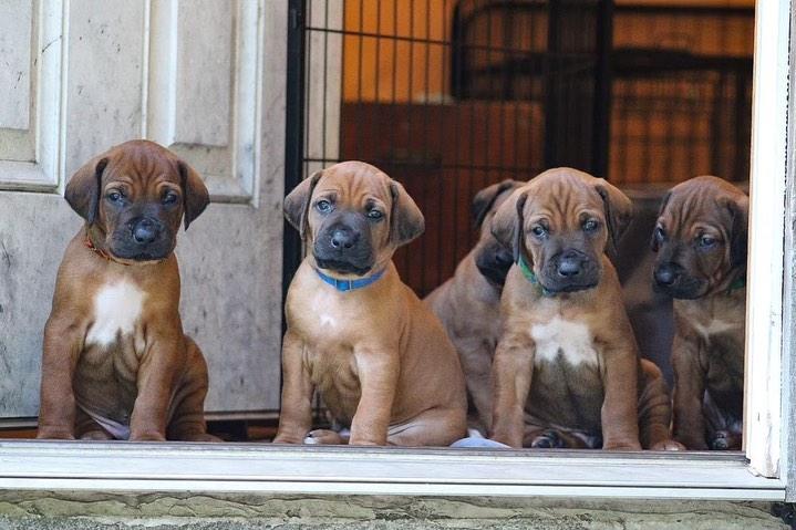 rhodesian ridgeback Puppies  WhatsApp me : +66 63 826 3042 รูปที่ 2