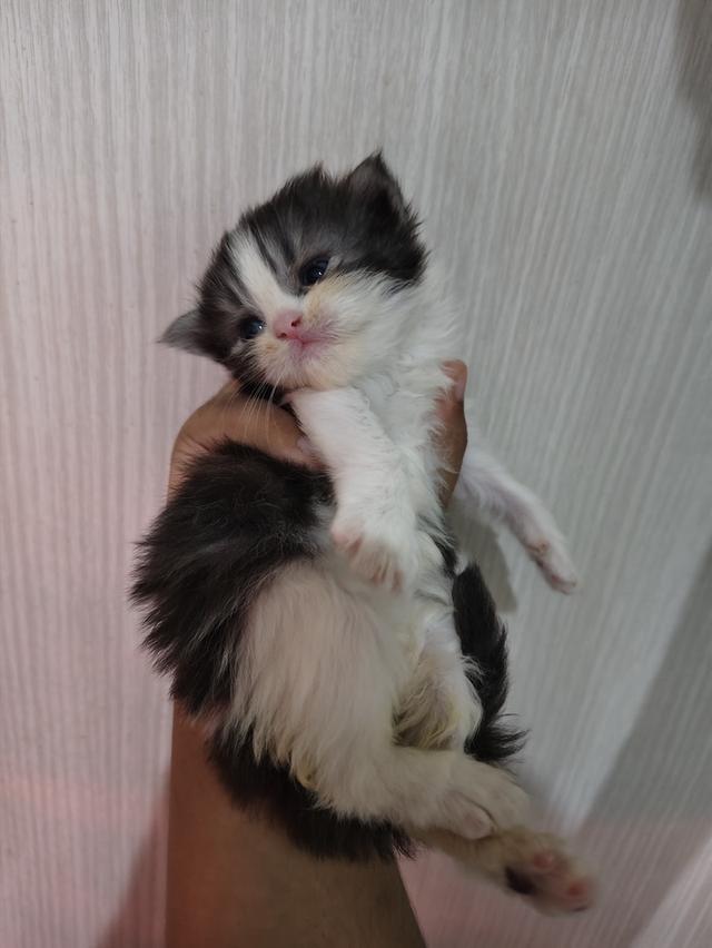 แมวเปอร์เซียแท้เพศชาย  8