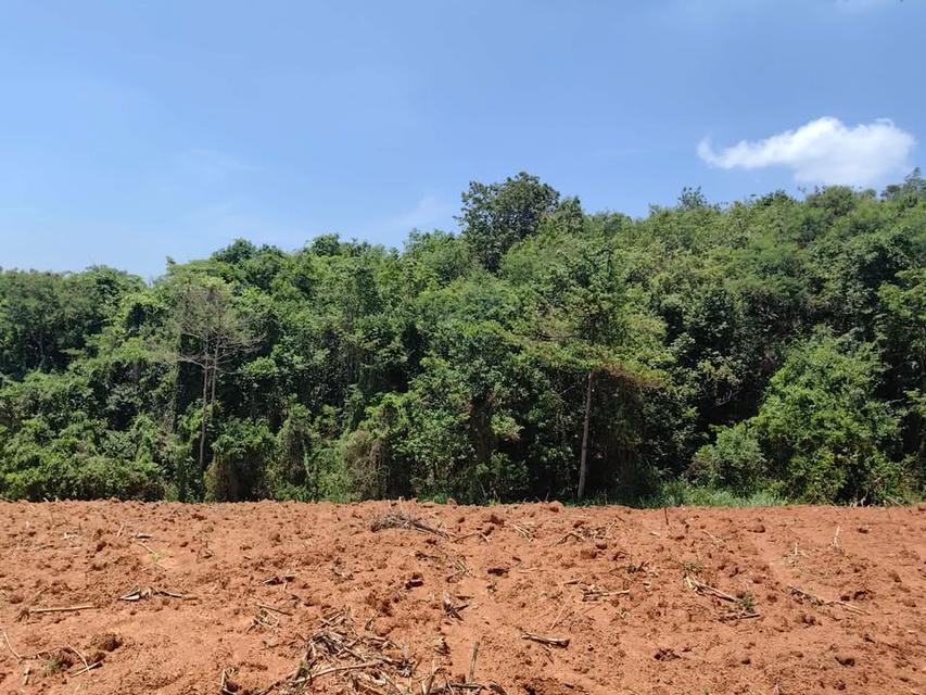 ที่ดินเปล่า 6 ไร่ 3 งาน 4.5 ล้าน บ.สวนห้อม อ.วังน้ำเขียว 7