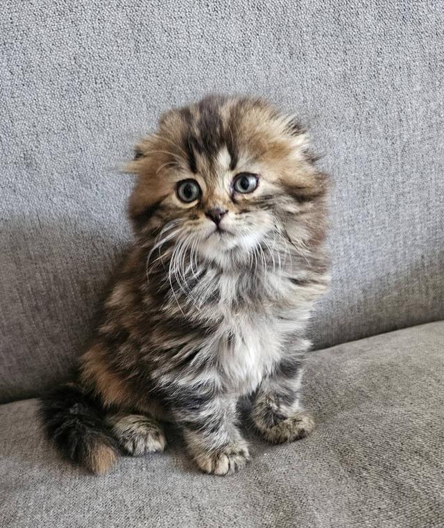 สก็อตติชโฟลด์ บุ้งกี๋