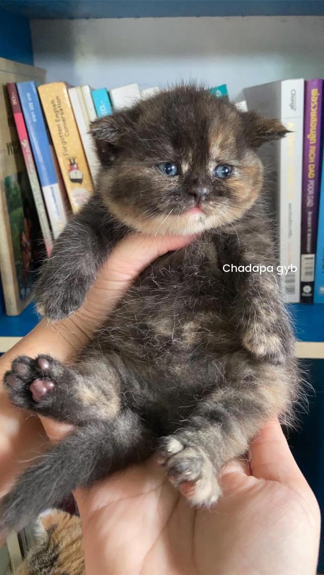 แมวสก็อตติช ใบเพ็ดSCFC