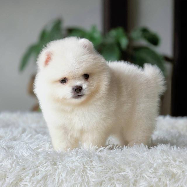 ปอมเมอเรเนียนเพศผู้ สีขาวครีม รูปที่ 10