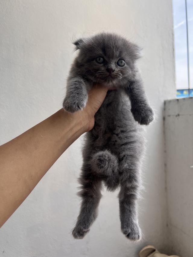 ลูกแมวพันธุ์มักเกิ้ล