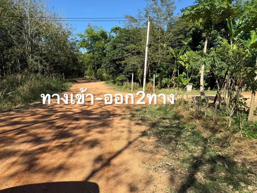 ขายที่ดินแบ่งขาย เนื้อที่ 4ไร่ 2งาน 11วา หนองปรือ พนัสนิคม ชลบุรี 🏔️⛰️ สนใจติดต่อได้นะคะ 0958459574 โอ๊ต 20