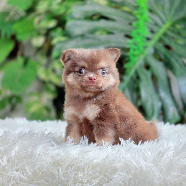 ชิวาวาแท้ ขนยาวสีช็อค เพศผู้