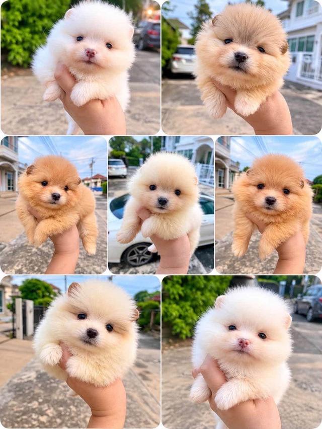 ปอมเมอเรเนียนแท้ พร้อมย้ายบ้าน รูปที่ 2