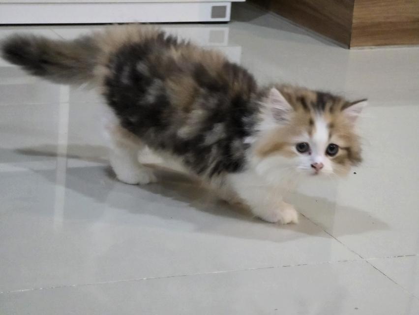 น้องแมวขาสั้น 3 สี ขนปุย 9