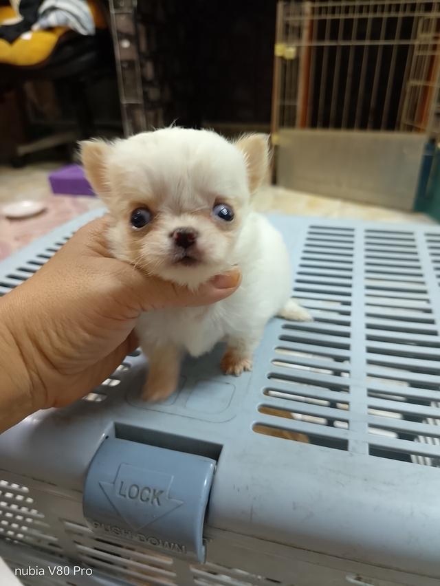 ชิวาว่าแท้ขนยาว จิ๋วมาก ไม่แปลงร่าง รูปย่อยที่ 3