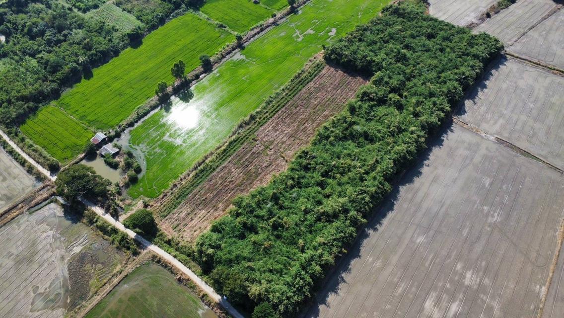 ที่ดินสวนไผ่ราคาไร่ละ200,000บาทติดถนน 1