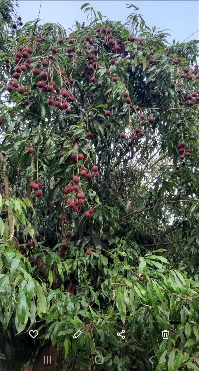 ขายที่ดินแปลงใหญ่ พร้อมสวนผลไม้ อยู่ติดถนนลาดยาง ราคาต่อรองได้ 10