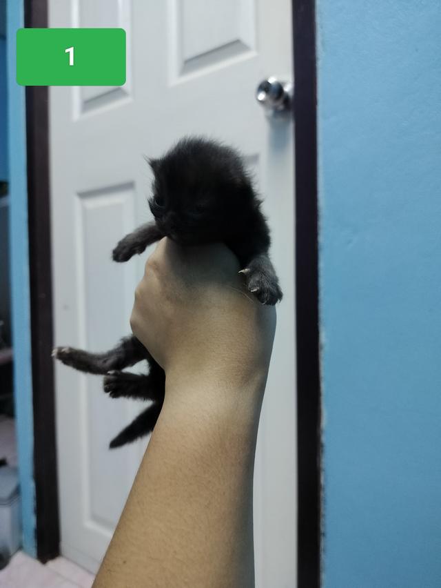 สัตว์เลี้ยงแมวเปอร์เซีย