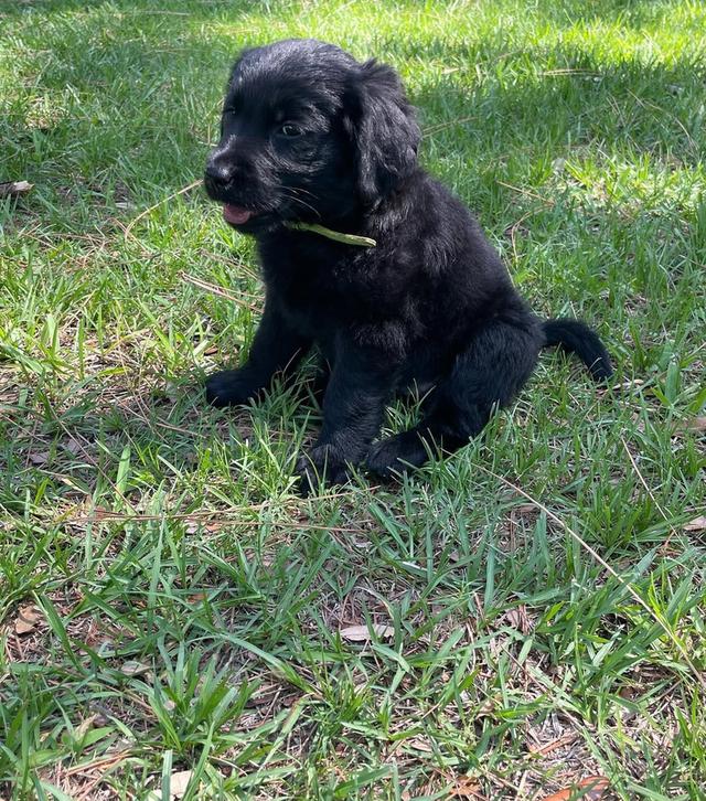 ขายน้องหมา Black Golden Retriever ราคาดีมาก 3