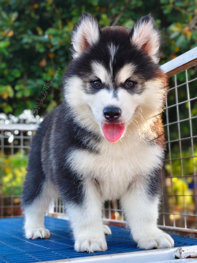 ไซบีเรียนวูลลี่โค้ด ขนยาว ฟอร์มหมี รูปย่อยที่ 2