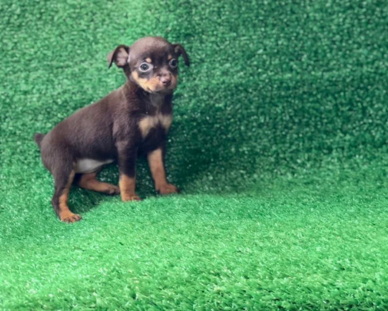 ขาย Miniature Pinscher เพศชาย  2