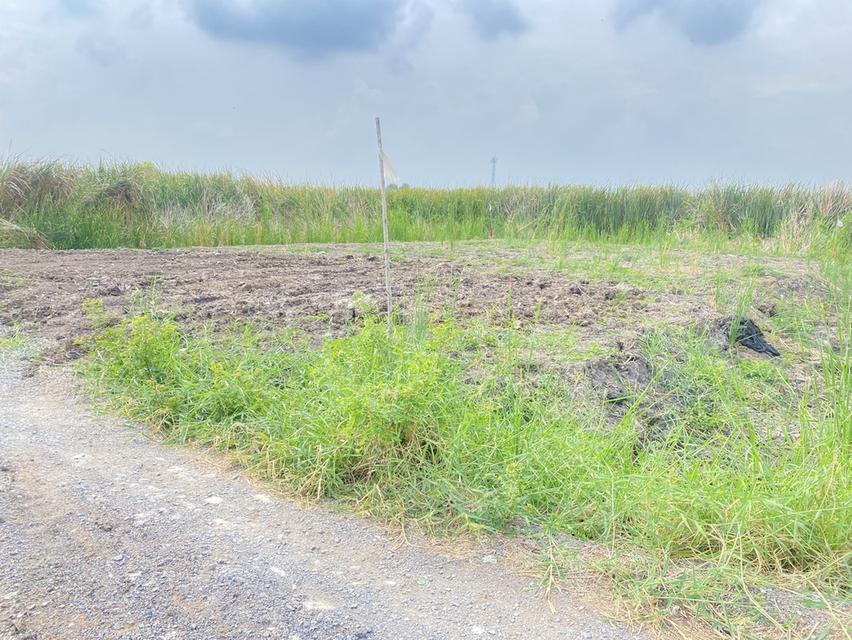 ขายที่ดินเปล่า ไกล้สนามบินสุวรรณภูมิ 4