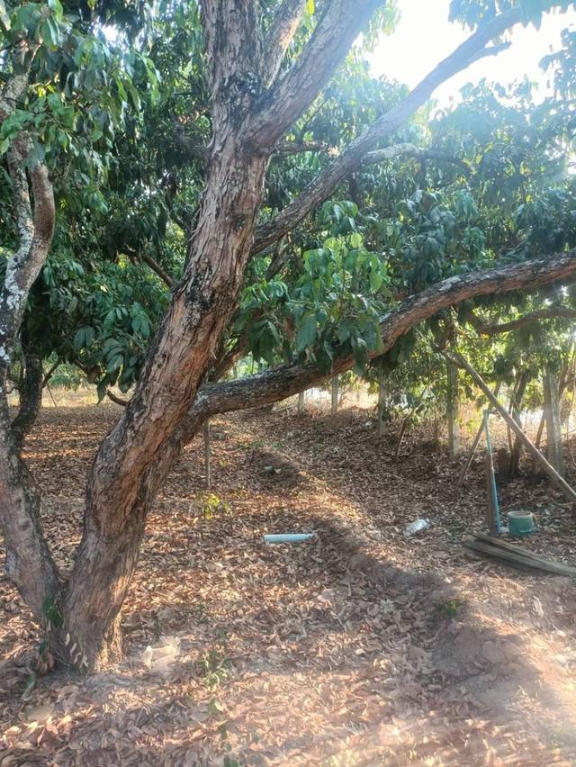 ขายที่ดินโฉนดครุฑแดง (เจ้าของขายเอง) 13