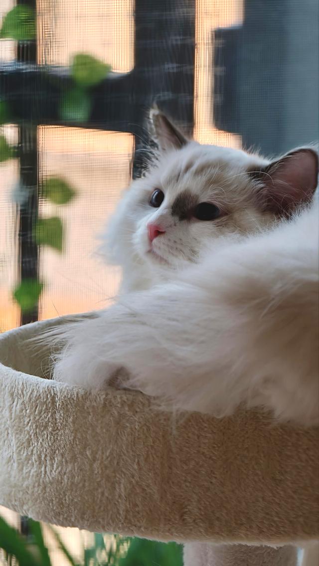 ลูกแมวแร็กดอลล์แสนสวย รูปที่ 13