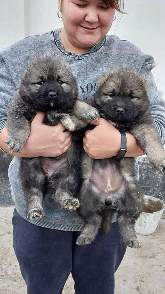 เปิดจองพรีออเดอร์น้องหมาคอเคเซียน เชพเพิร์ด Caucasian Shepherd ลูกนอกนำเข้า