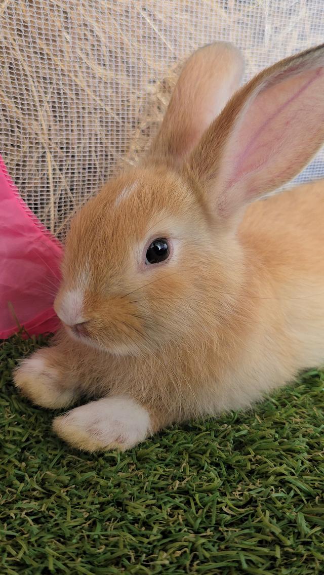 กระต่ายมินิเร็กซ์,ฮอลแลนด์ลอป,นิวซีแลนด์ไวท์ 7