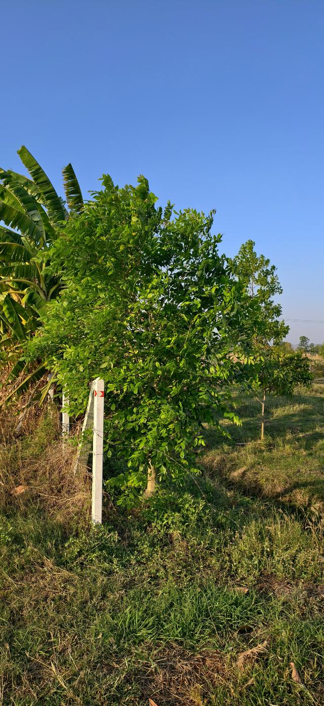 ที่ดินสวน เลาขวัญ กาญจนบุรี 4