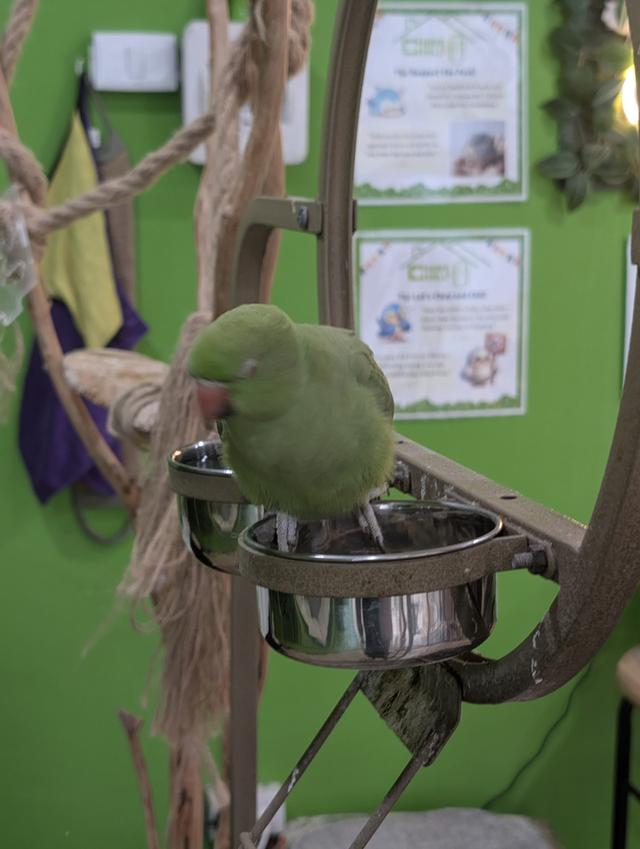 Chirp and Chill Bird Cafe 2