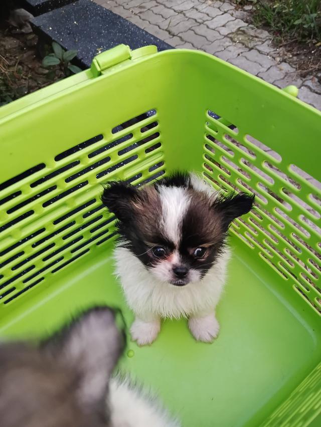 ลูกสุนัขชิวาวาขนยาวเพศชาย