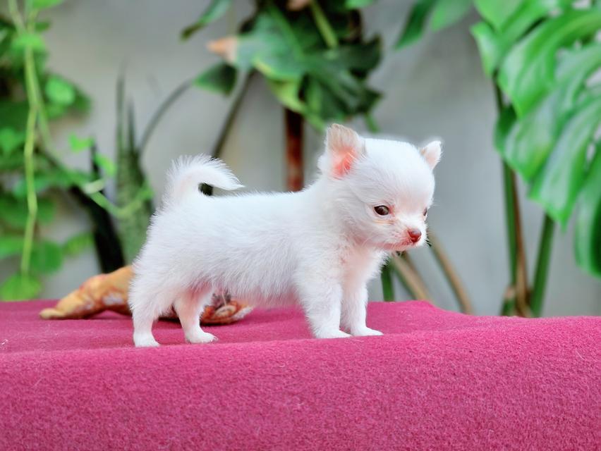 Chihuahua T cup น้องจิ๋วหลิวชิวาวาทีคัพเพศผู้