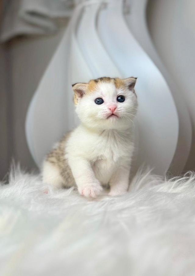 แมวสก็อตติช ขี้อ้อน น่ารัก รูปที่ 4