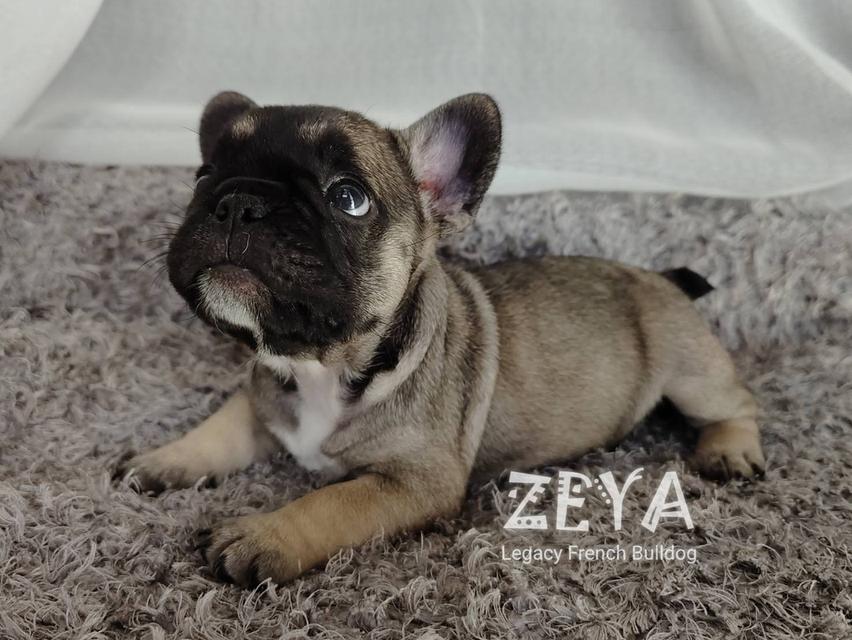 ZEYA เฟรนช์บูลด็อก เพศเมีย สีเซเบิล 12