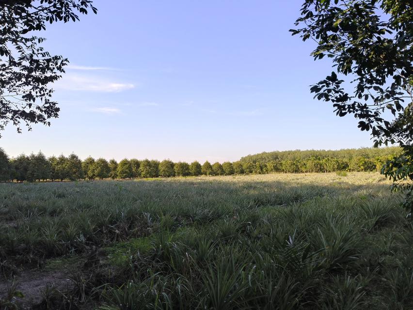 ( ด่วน )ขายที่ดิน อ.แกลง ระยอง ยกแปลง เนื้อที่ 5 ไร่ - 68.5 ตารางวา 8