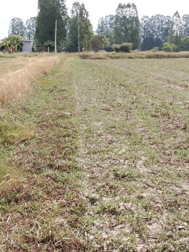 ที่ดินแปลงนา(สามารถทำการเกษตรได้ปลูกบ้านสวนได้ 3