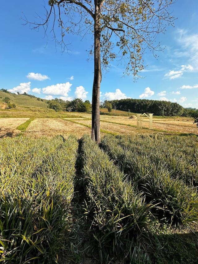 ที่ดินวิวภูเขา 88 ไร่ ติดถนนใหญ่ ทำเลอนาคตไกล แม่จัน  โอกาสพัฒนาได้หลายรูปแบบ!” 15