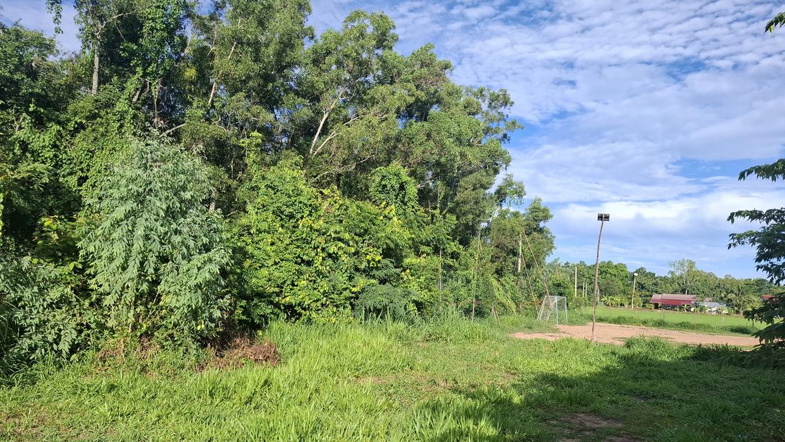 💥คุ้มสุดฯบ้านสวนสองหลังพร้อมที่ดินสองไร่ 9