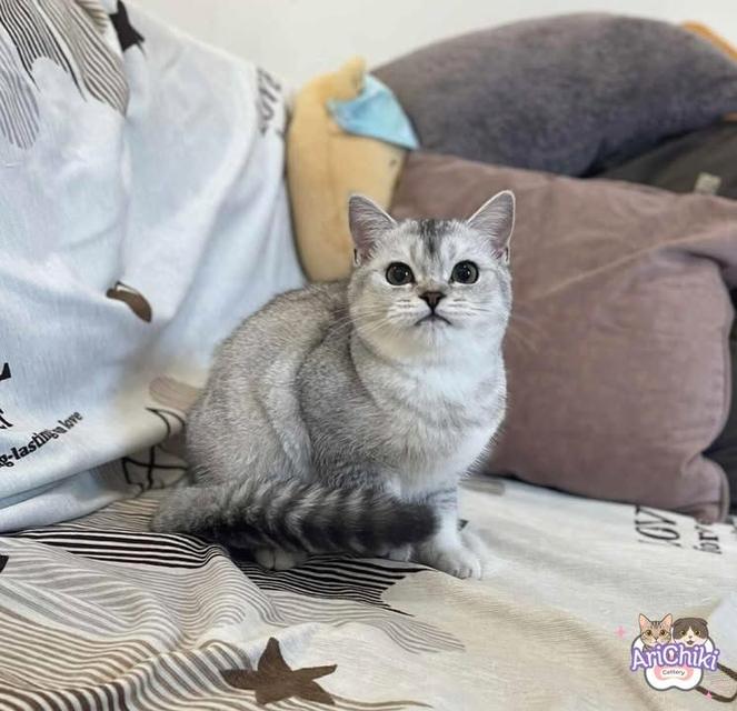 สาวสก็อต