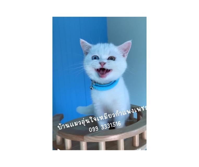 น้องแมว ดญ สีขาวตาสองสี พันธ์บริติสกับสก็อตติส อายุสามเดือนพร้อมย้ายเลย รูปย่อยที่ 3