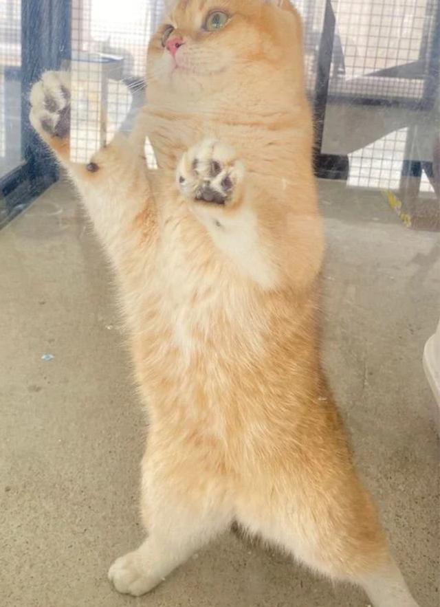 แมวบริติช ช็อตแฮร์ Britishshorthair 5