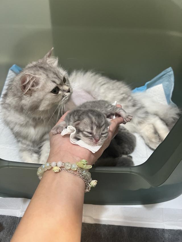 Scottish Fold  สก็อตติชโฟลด์ แท้ ระบบปิดเลี้ยงด้วยรัก รวมวัคซีน ถ่ายพยาธิ หยอดยากันปรสิตและไรหู สมุดวัคซีน รูปที่ 5