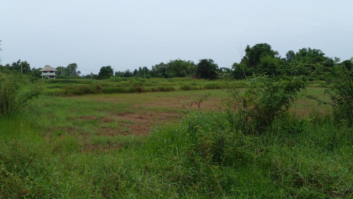 ขายที่ดินแปลงสวย เนื้อที่ 8 ไร่ ทำเลดี อำเภอเมือง หนองบัวลำภู 3