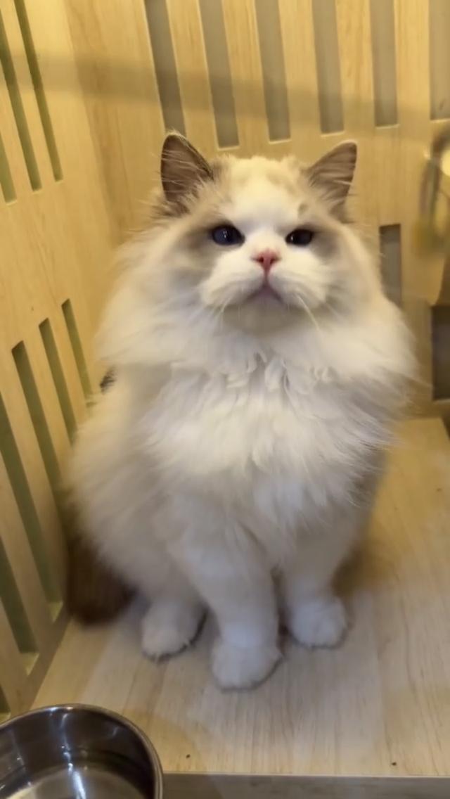 แมวแร็กดอลเด็กชาย 7เดือนหล่อขี้อ้อน รูปที่ 3